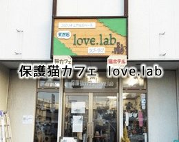 保護猫カフェ love.lab
